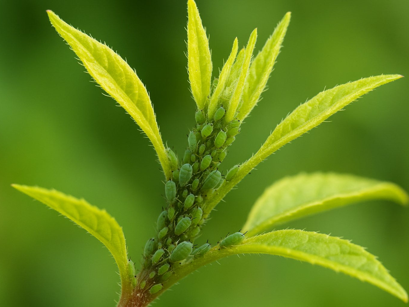 Blattläuse: Die kleinen Plagegeister unter der Lupe