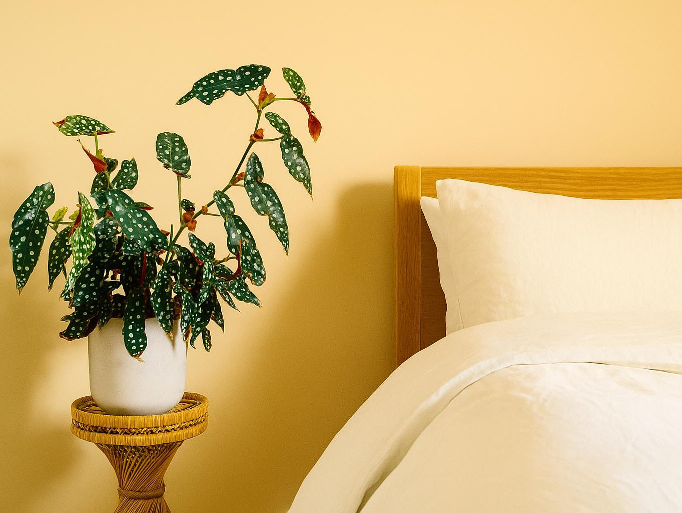 Forellenbegonie im Schlafzimmer: Pflege, Standort & Tipps