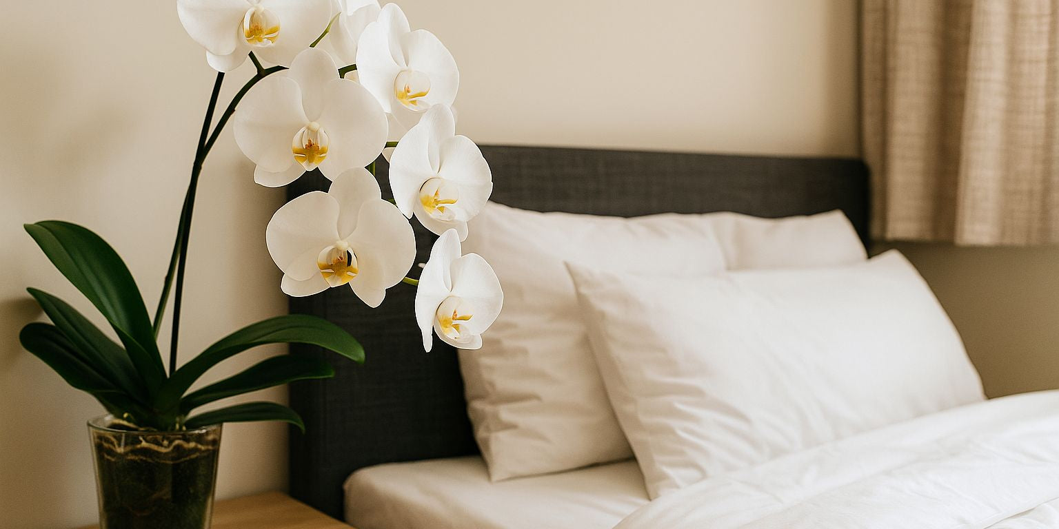 Orchidee im Schlafzimmer