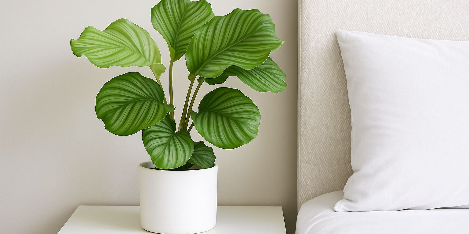 Calathea im Schlafzimmer: Pflege, Standort und Vorteile