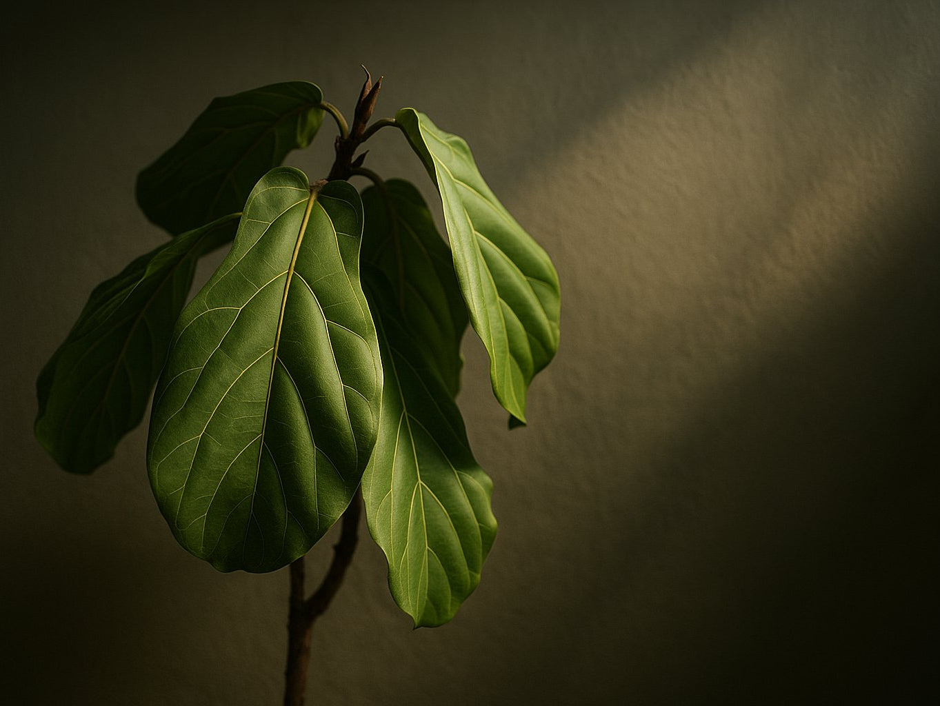 Geigenfeige: Warum hängen die Blätter und wie du sie rettest