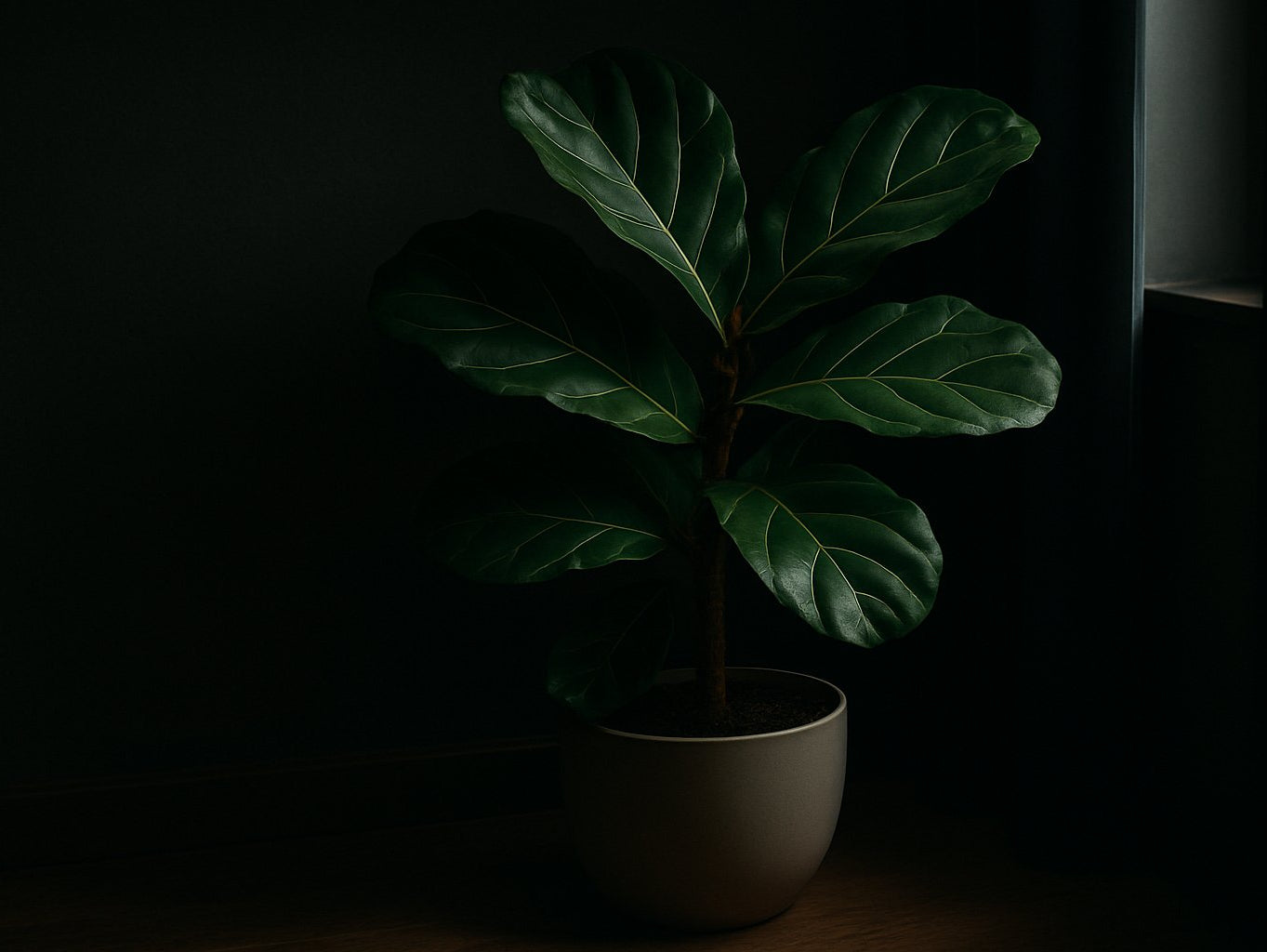 Geigenfeige am dunklen Standort: So pflegst du sie richtig