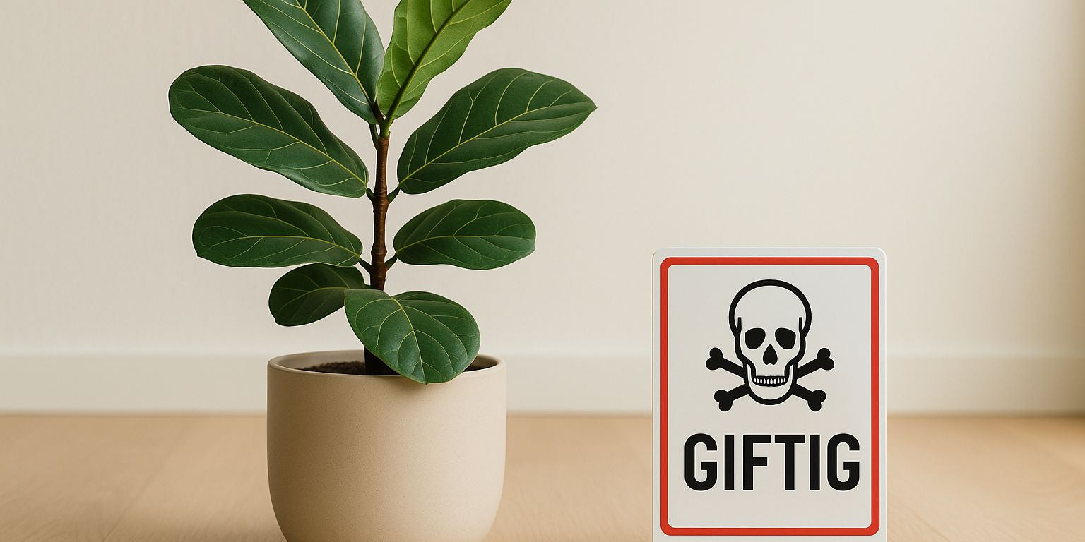 Ist deine Geigenfeige giftig? Alles, was du wissen musst