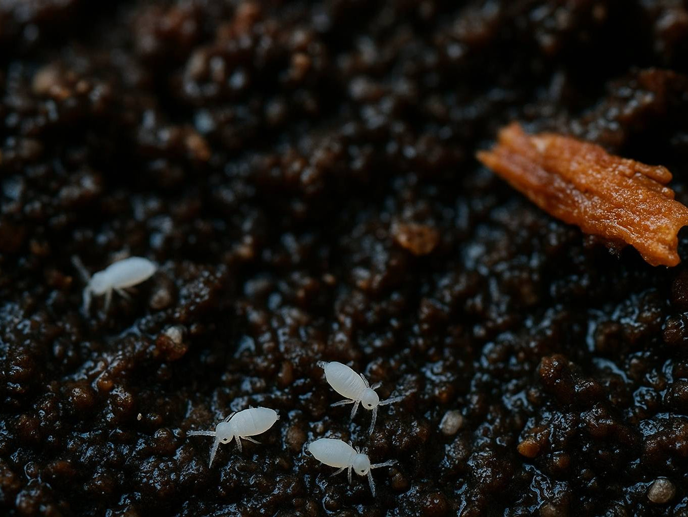 Kleine weiße Tierchen in der Blumenerde erkennen und handeln