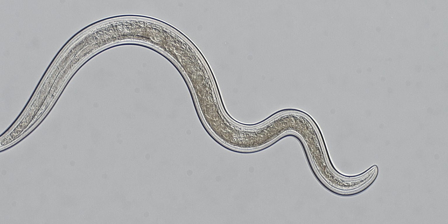 Nematoden: Deine kleinen Helfer für gesunde Zimmerpflanzen