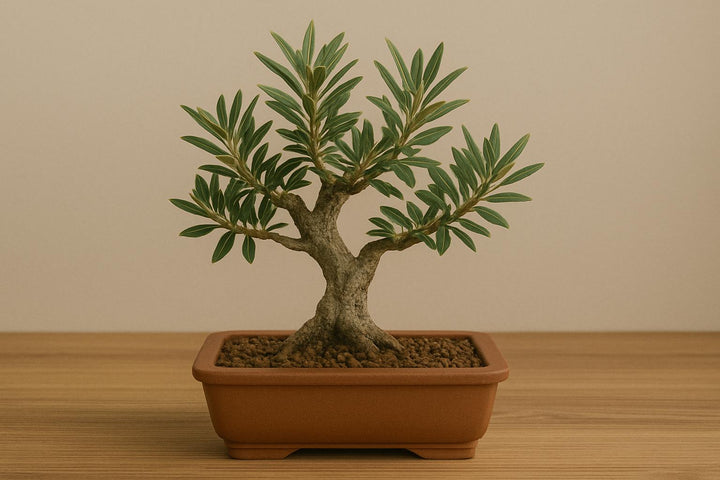 Dein Olivenbaum-Bonsai: Ein Stück Mittelmeerraum für Zuhause
