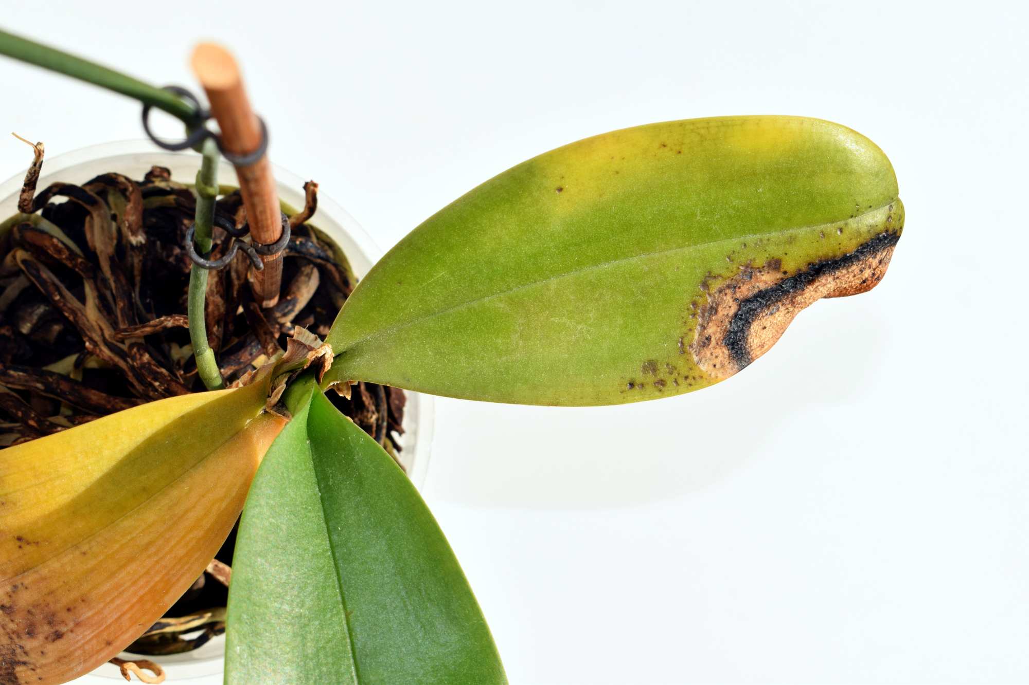 Eine Orchidee mit braunen Blättern und gelben Blättern