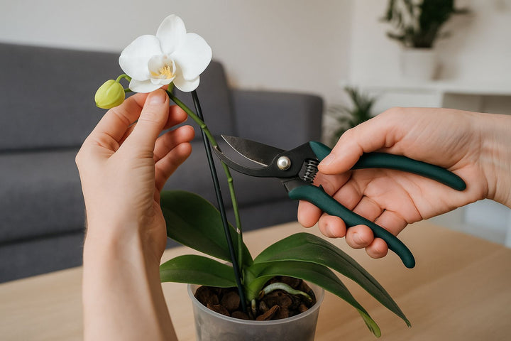 Orchideen richtig schneiden: Dein Weg zu gesunden Zimmerpflanzen
