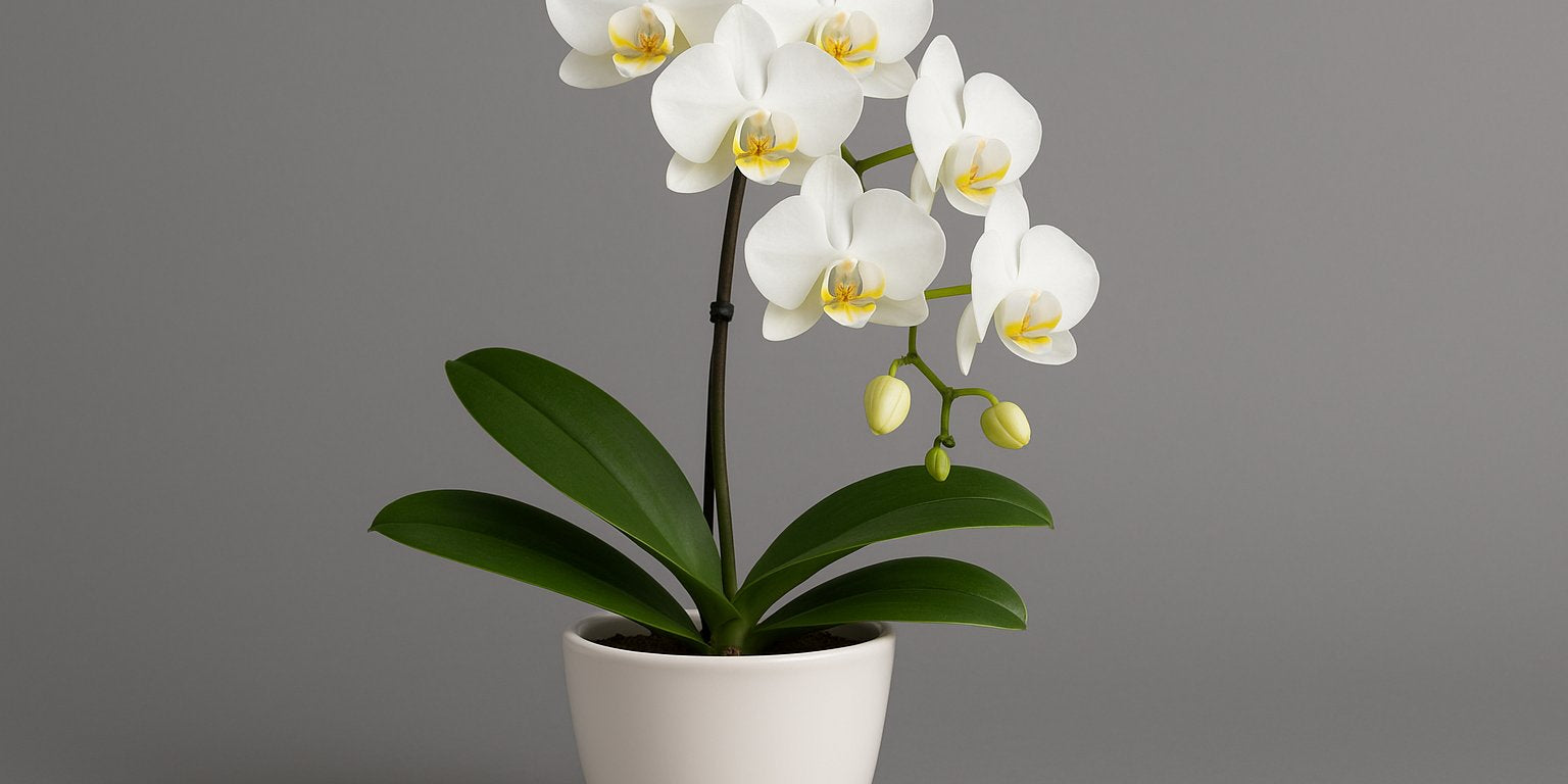 Der richtige Übertopf für deine Orchidee: Alles, was du wissen musst