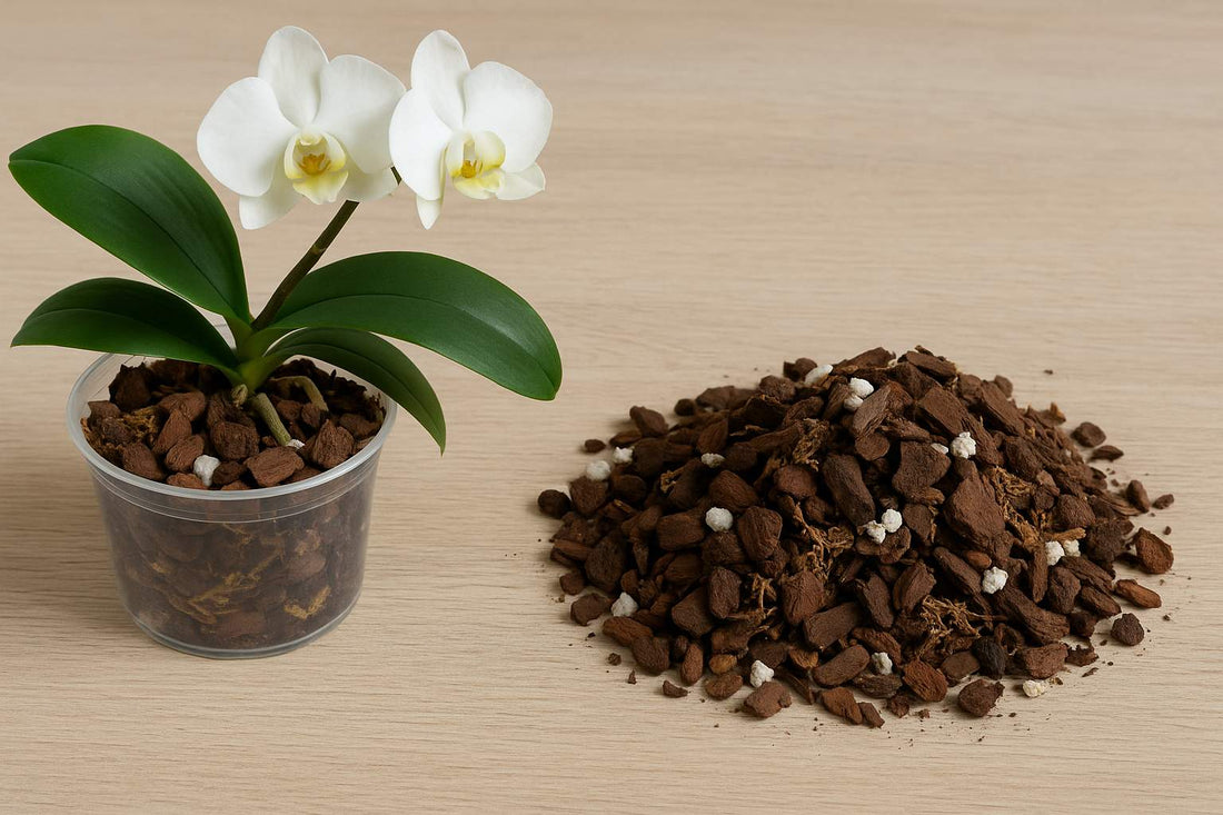 Orchideenerde: Die Basis für gesunde Orchideen