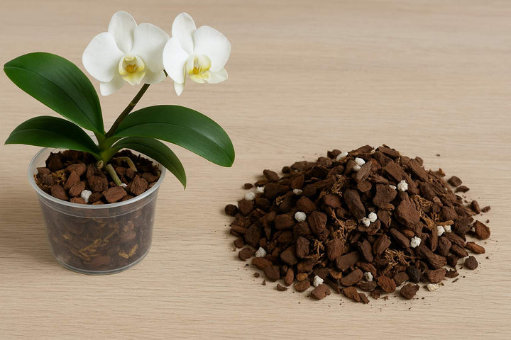 Orchideenerde: Die Basis für gesunde Orchideen