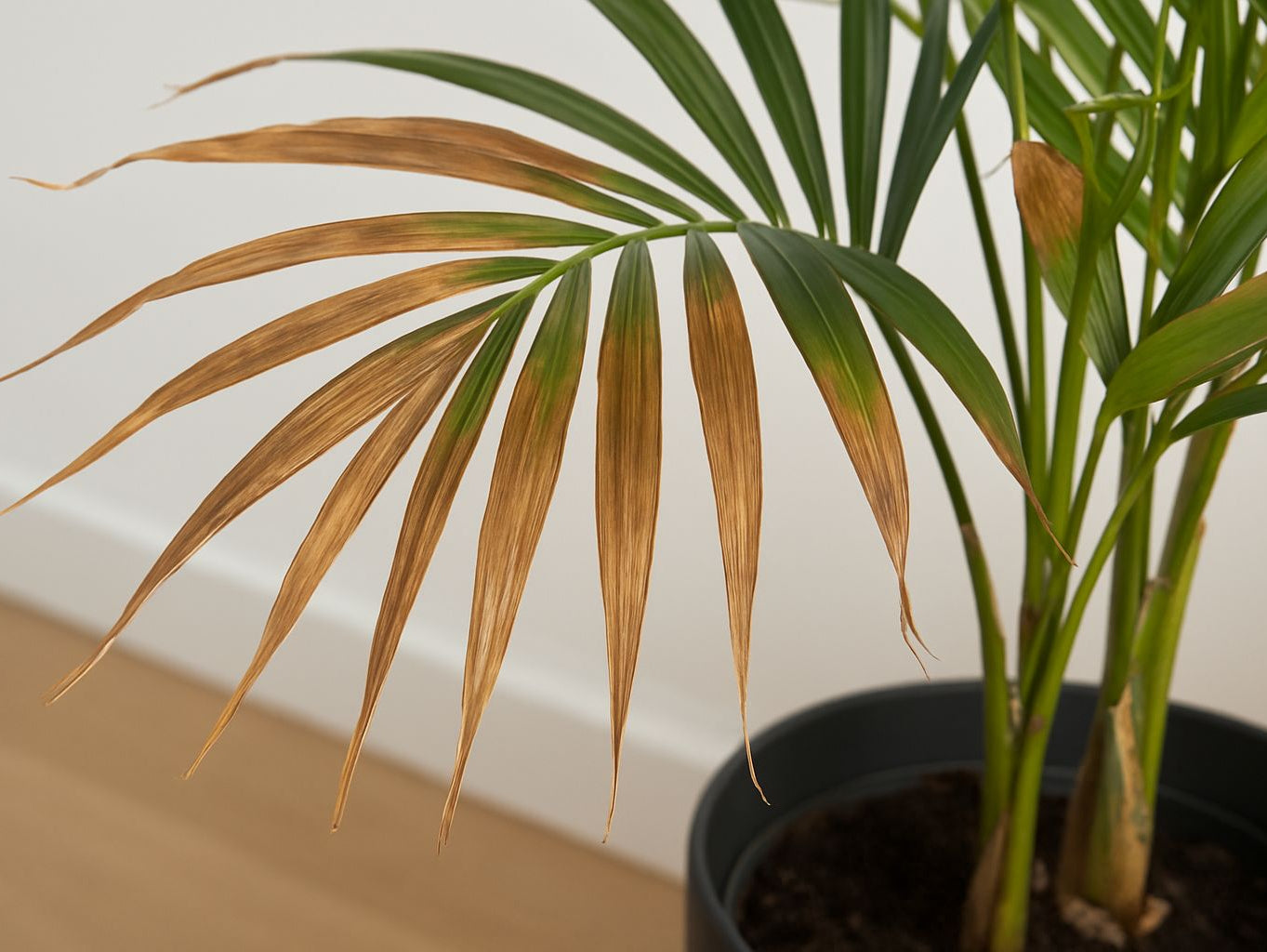 Warum deine Zimmerpalme braune Blätter hat