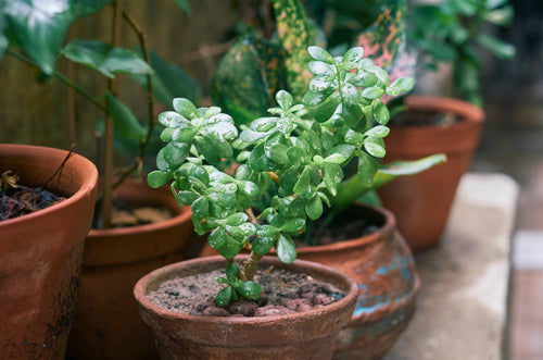 Crassula Arten – 12 Sorten & Pflege-Tipps