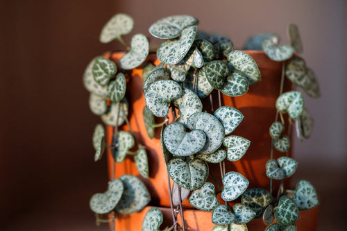 String of Hearts vermehren - 4 Methoden & Tipps