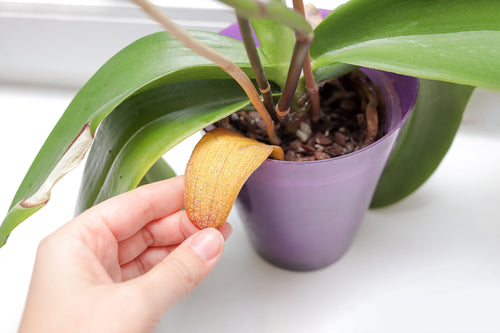 Orchidee welke Blätter - Ursachen erkennen & retten
