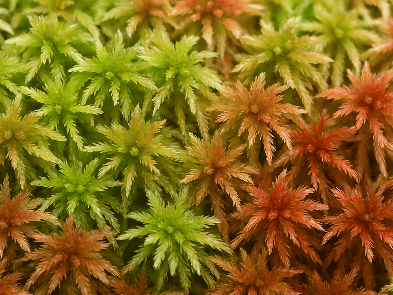 Sphagnum Moos: Dein grüner Alleskönner im Fokus