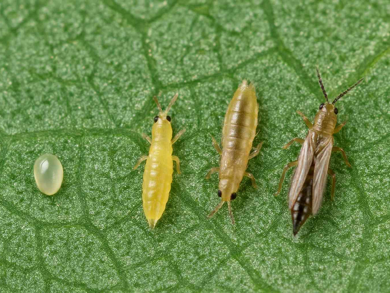 Thripse und ihre Stadien: Alles, was du über diese Schädlinge wissen musst