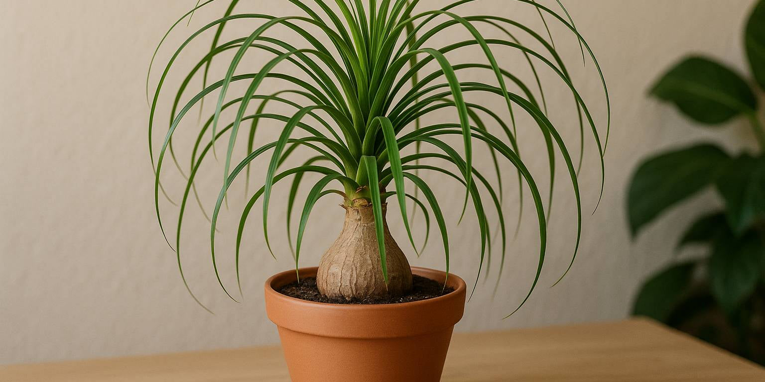 Den besten Topf für deinen Elefantenfuß auswählen