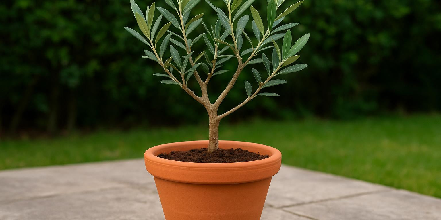Den besten Topf für deinen Olivenbaum finden