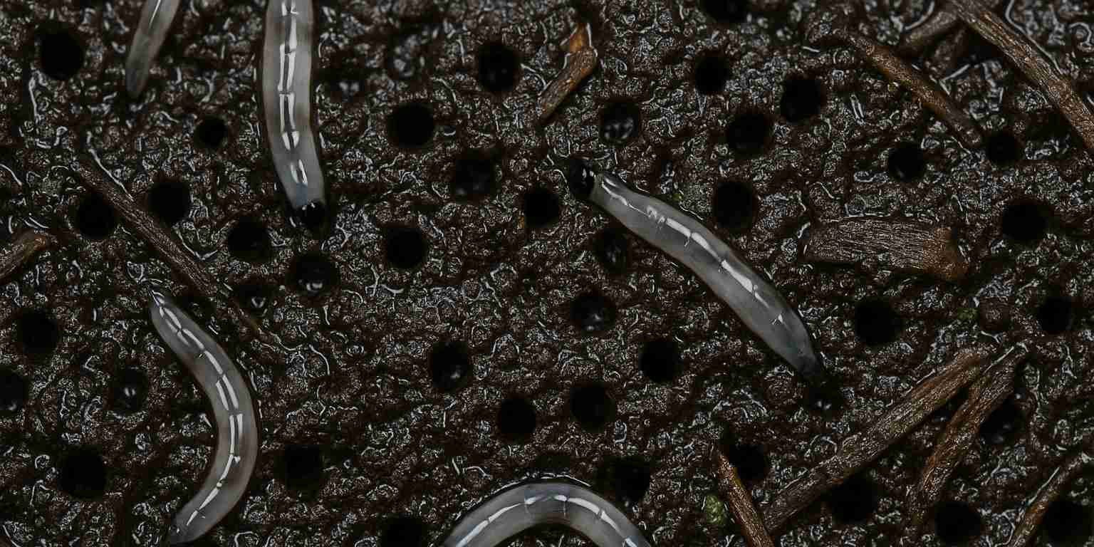 Trauermücken in Blumenerde: Dein Weg zur Lösung