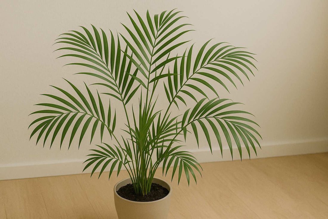 So findest du heraus, welche Palme du hast