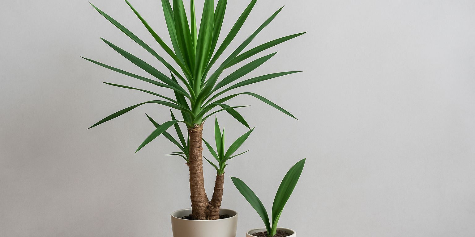 Welche Yucca-Palme hast du? Dein Weg zur richtigen Identifikation