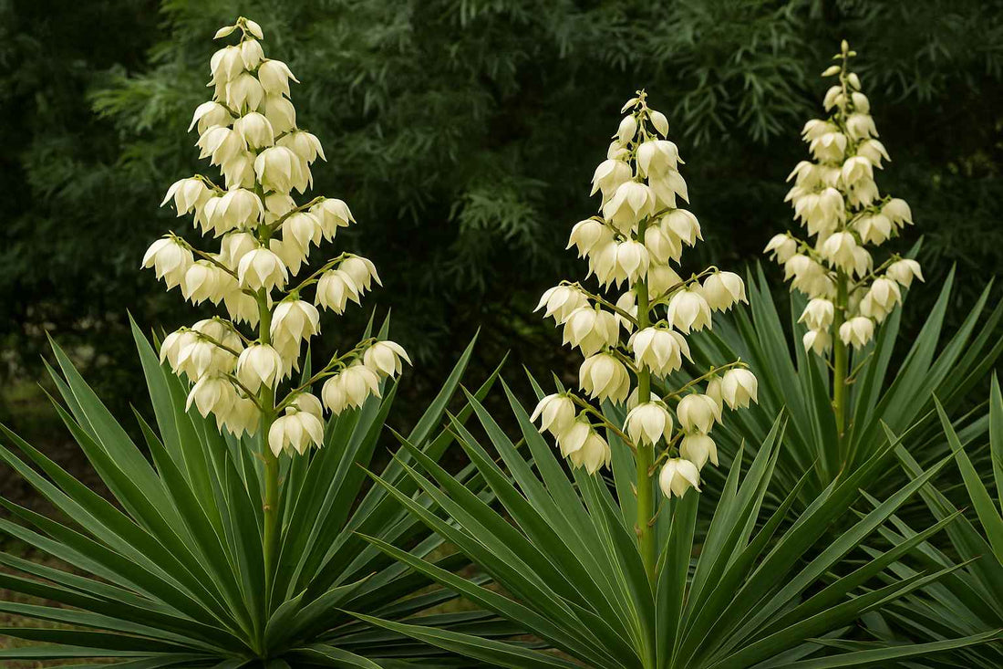 Alles über die Blüten deiner Yucca-Palme