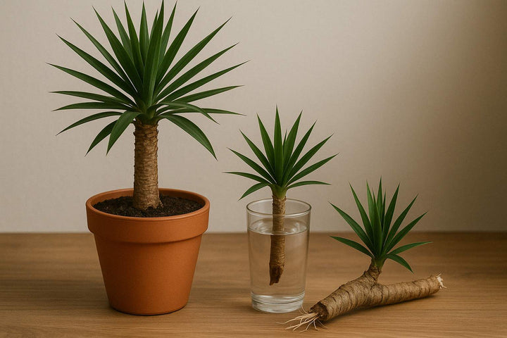 Yucca-Palme vermehren: Dein Guide für mehr grüne Mitbewohner