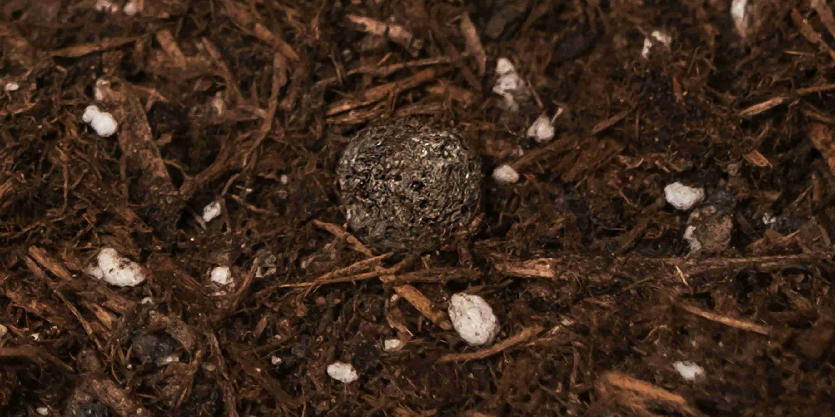 Die perfekte Erde für deine Zimmerpflanzen finden