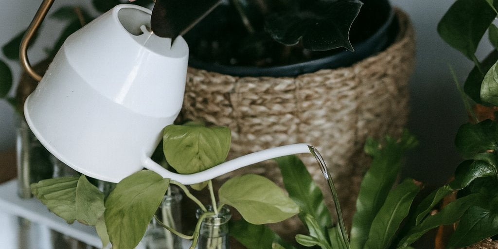 Wie oft sollten Zimmerpflanzen gegossen werden?