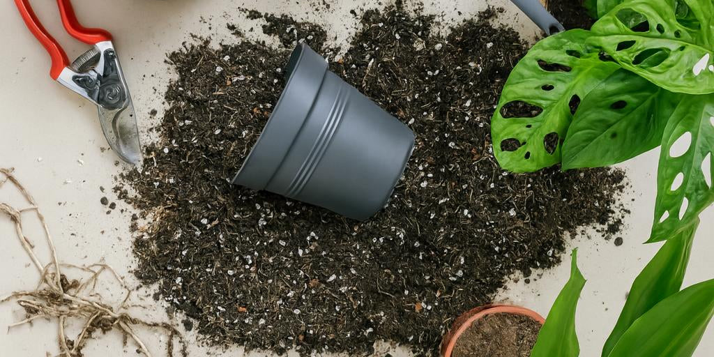 Zimmerpflanzen umtopfen: Alles, was du wissen musst