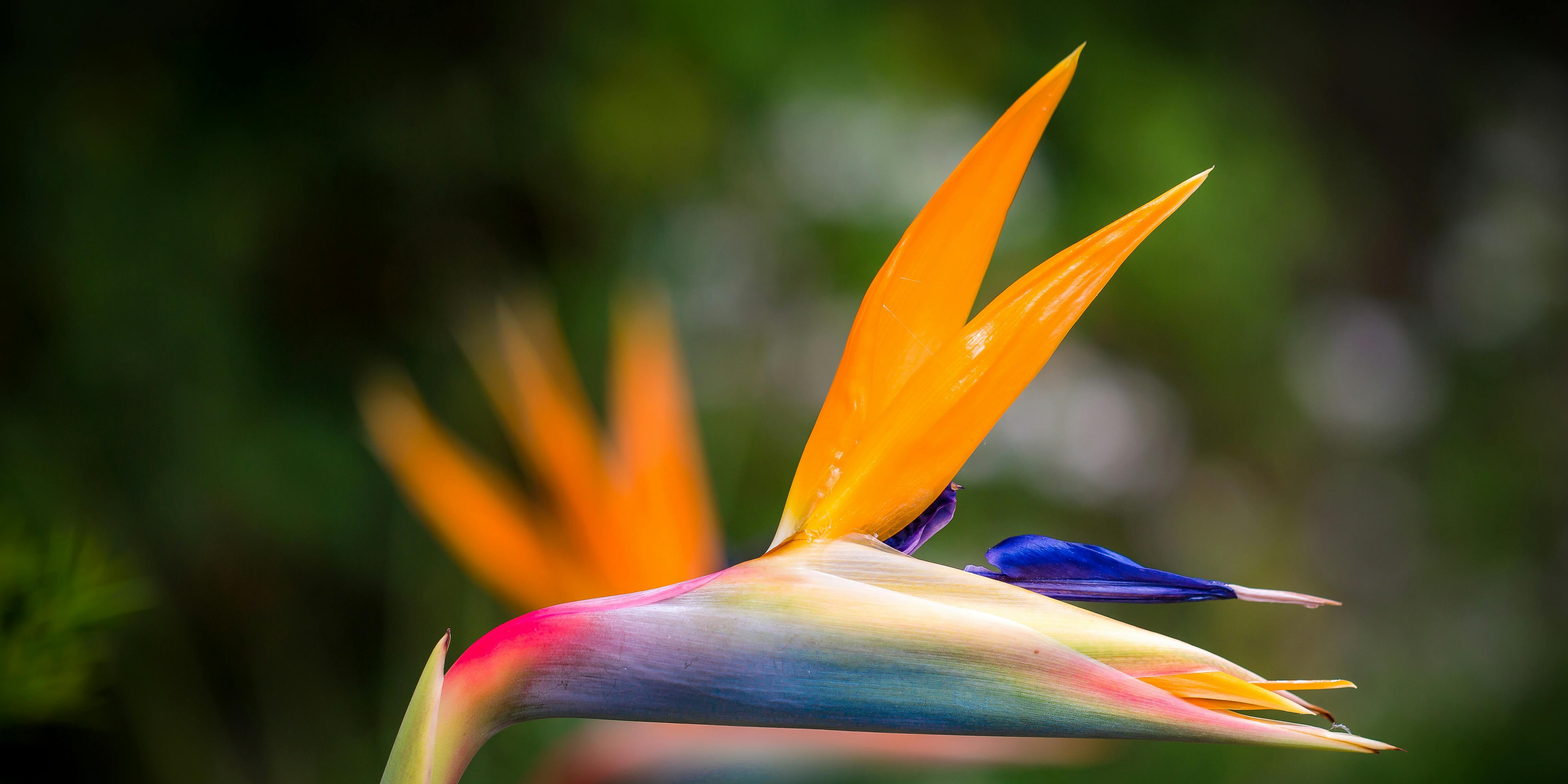 strelitzie mit orangenen BLÜTEN