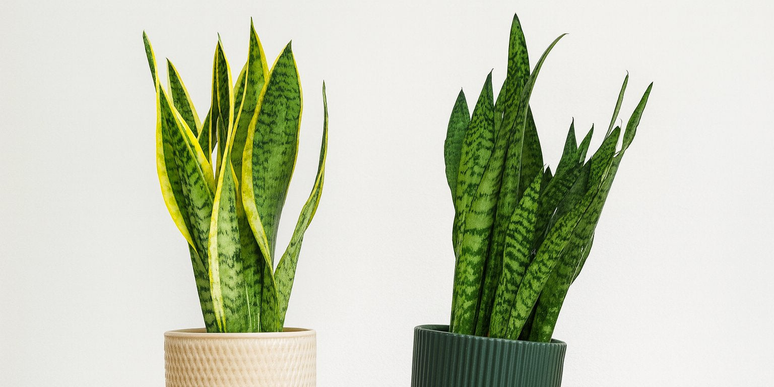 2 Schlangenpflanzen die von 2 Händen gehalten werden