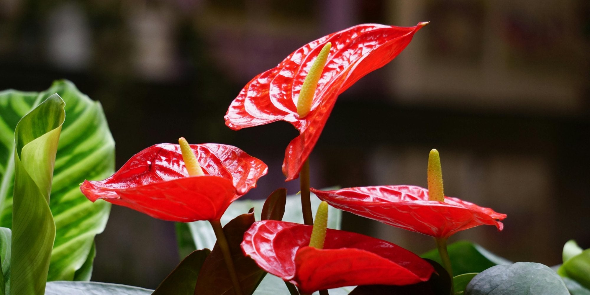 Zimmerpflanze mit roten Blättern im Fokus