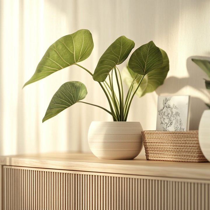 Alocasia kaufen