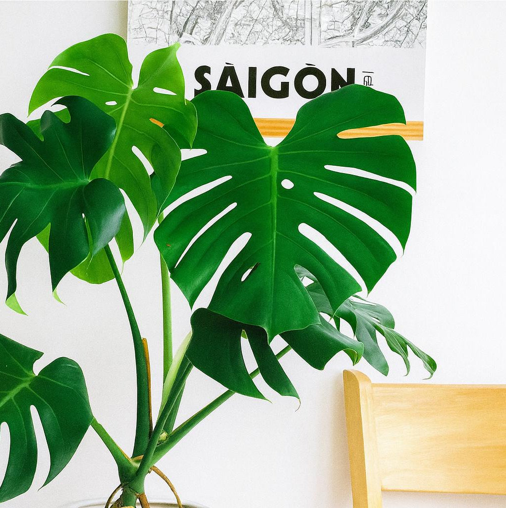 Monstera kaufen