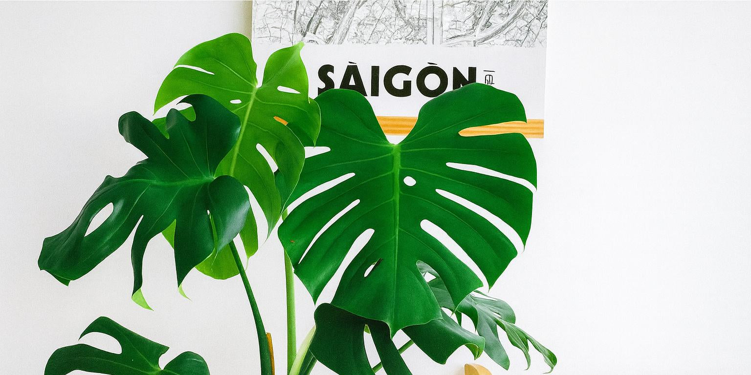 Monstera kaufen