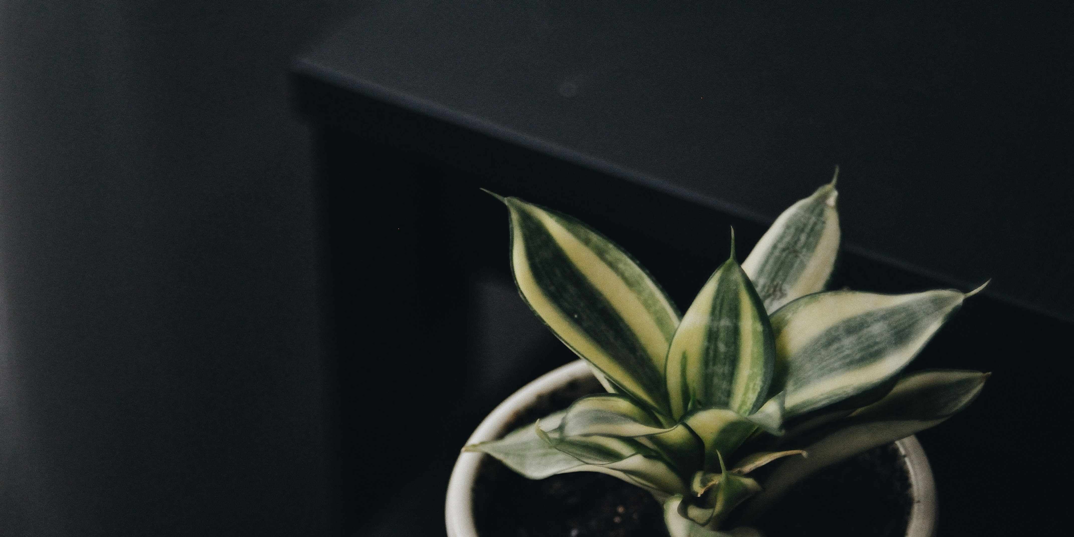 Pflanzen für dunkle Räume kaufen