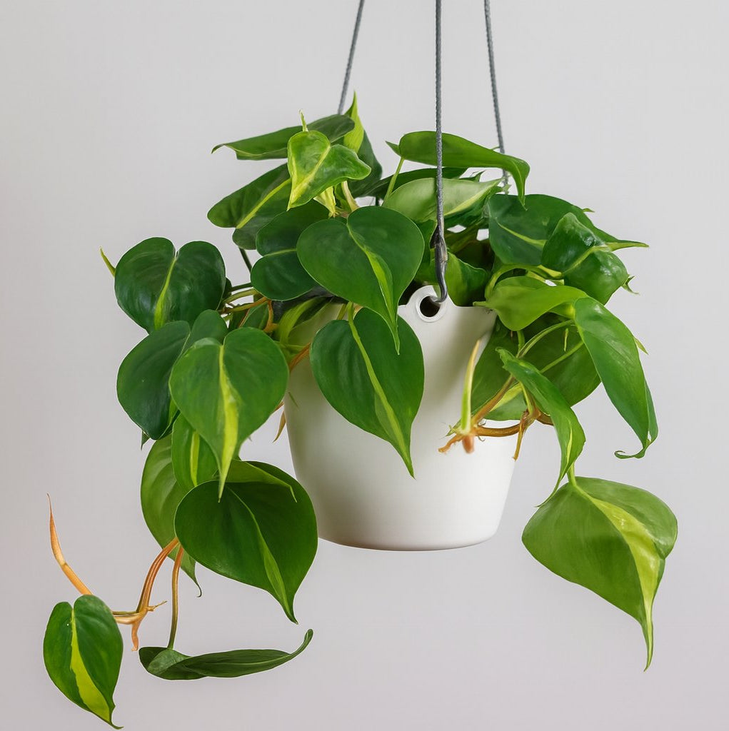 Philodendron in Hängetopf