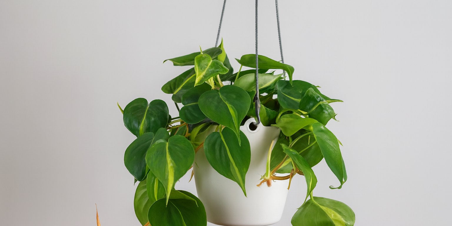 Philodendron in Hängetopf