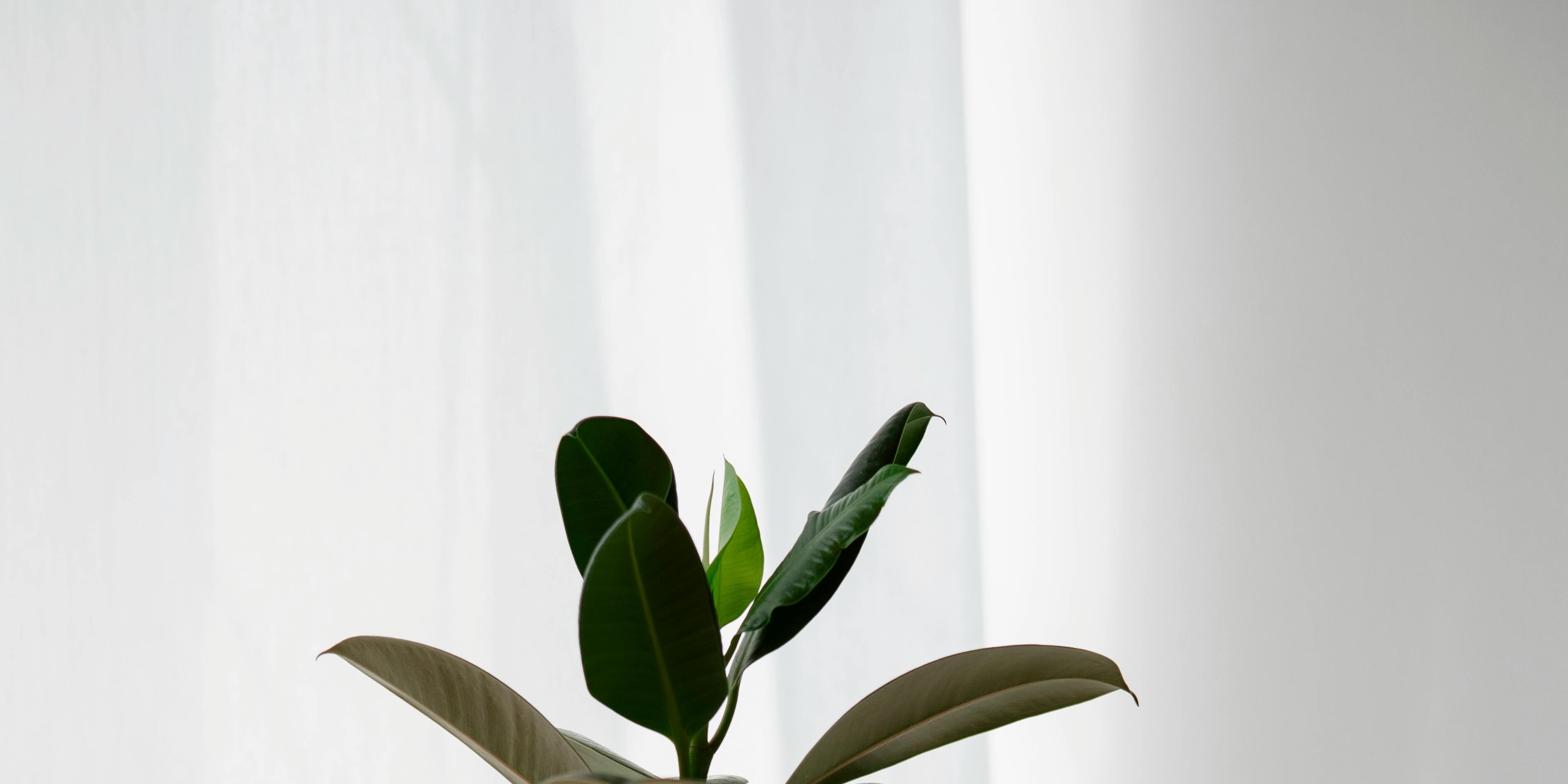 schmale hohe zimmerpflanze auf einem weißen Tisch