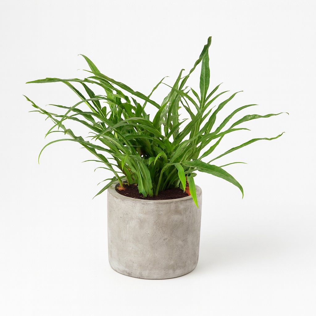 Aglaomorpha Coronans - 45cm in einem modernen Studio mit modernem Topf