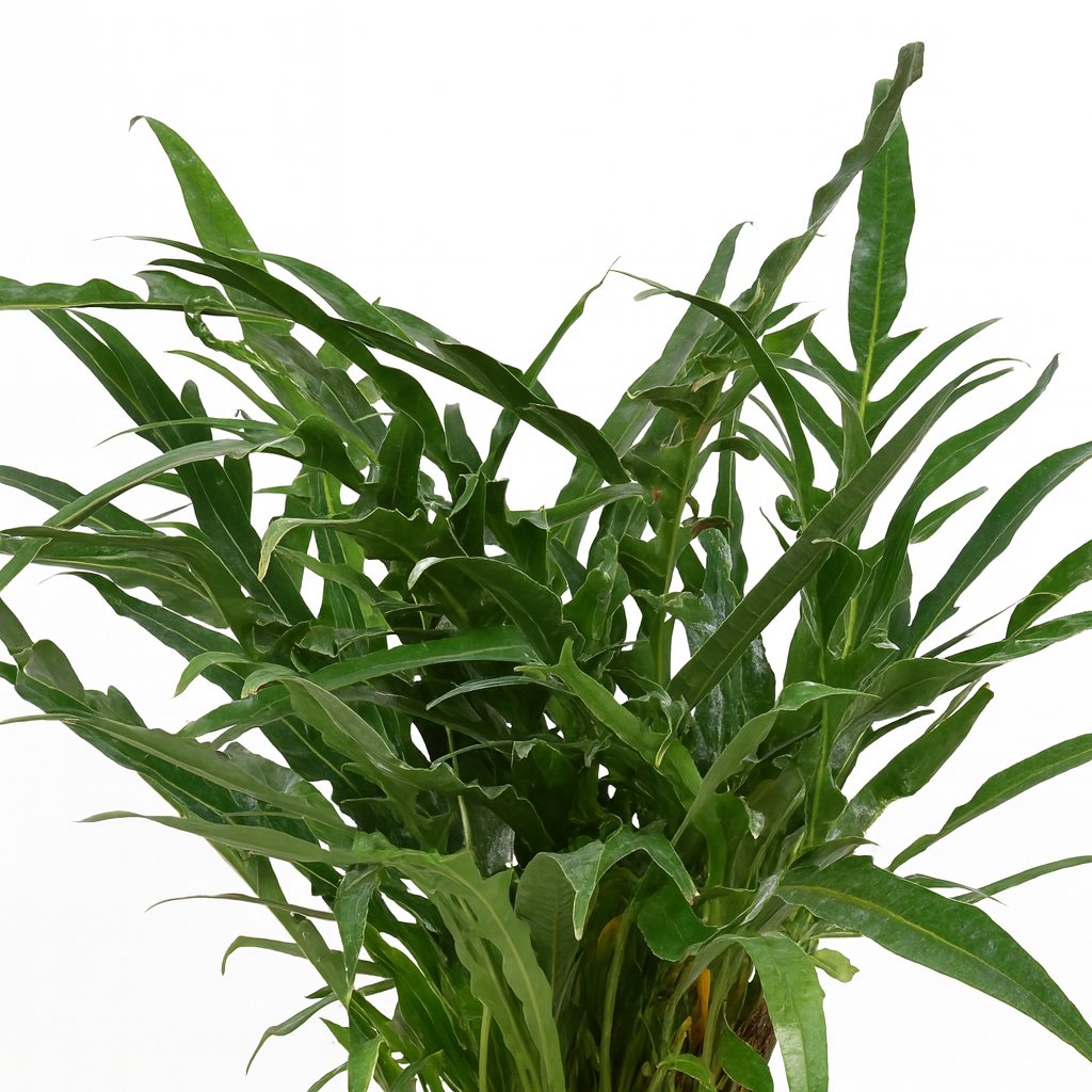 Aglaomorpha Coronans - 45cm