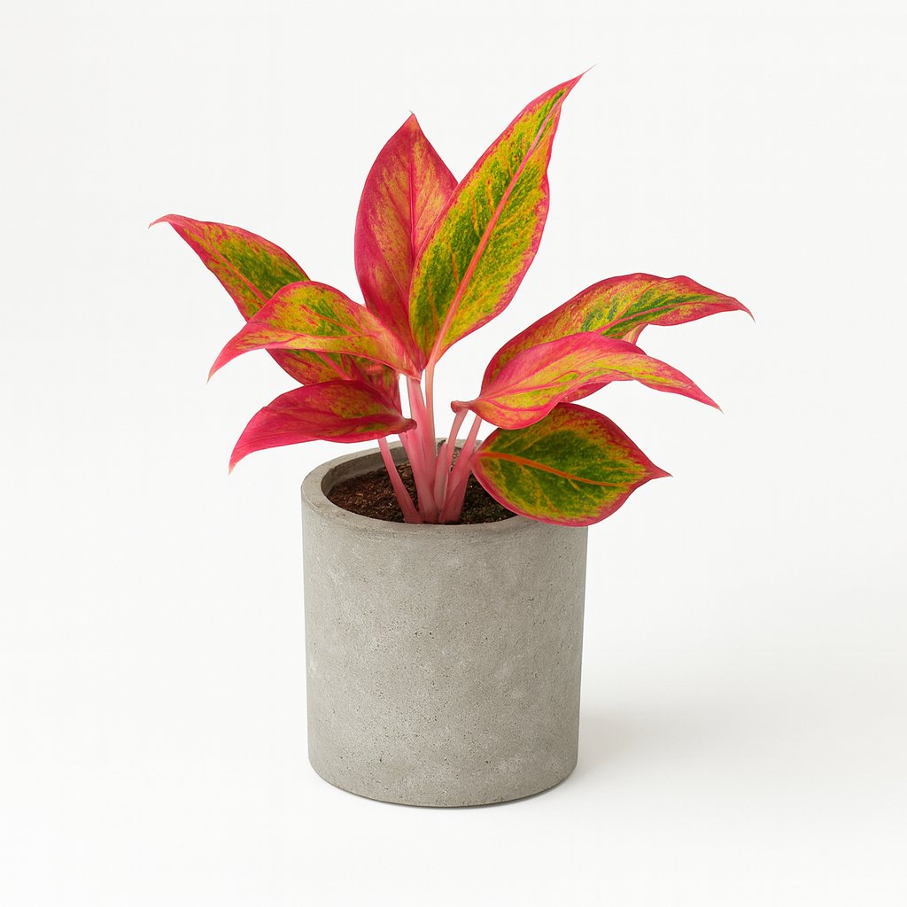 Aglaonema Crete - 30cm in einem modernen Studio mit modernem Topf