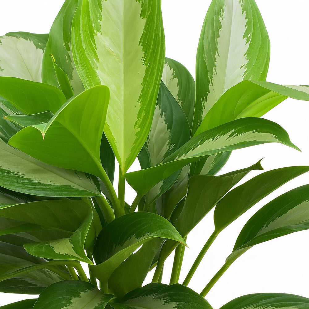 Aglaonema Diamond Bay