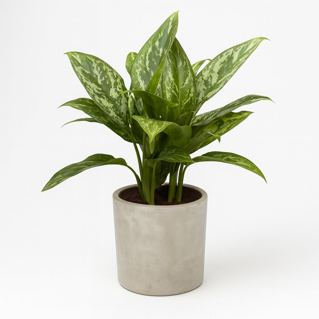 Aglaonema Green Lady - 60cm in einem modernen Studio mit modernem Topf