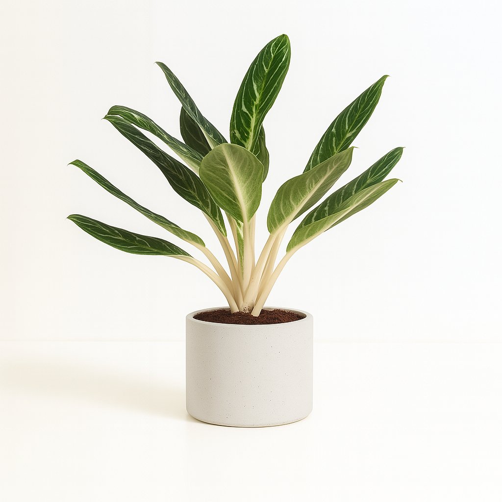 Aglaonema Keylime - 60cm