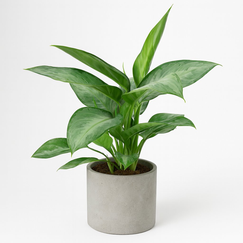 Aglaonema Silverado - 40cm in einem modernen Studio mit modernem Topf