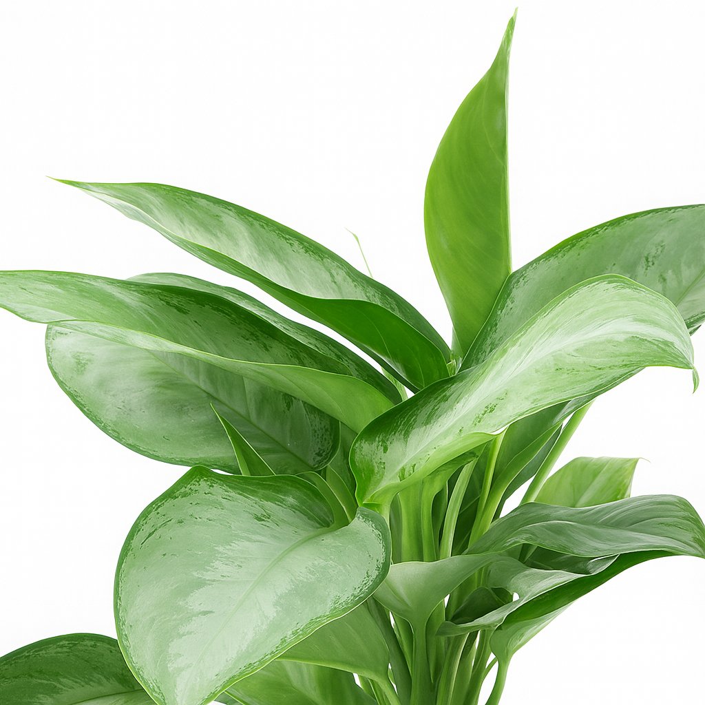 Aglaonema Silverado - 40cm