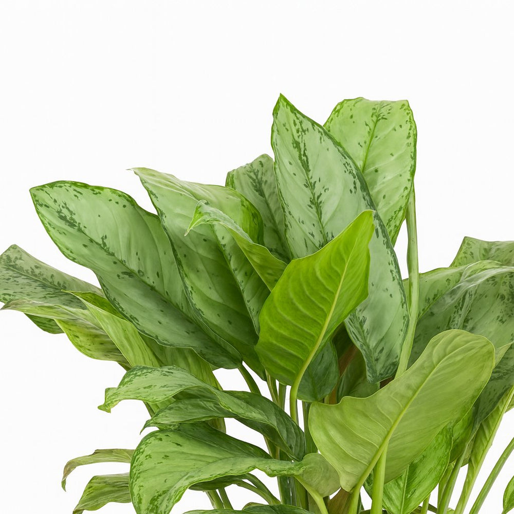 Aglaonema B.J, Freedman